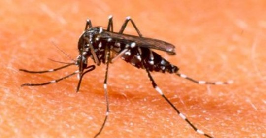 El dengue deja 23 fallecidos en el Valle del Cauca